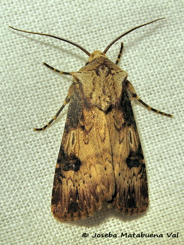 Agrotis catalaunensis - Noctuidae 160817